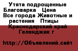 Утята подрощенные Благоварка › Цена ­ 100 - Все города Животные и растения » Птицы   . Краснодарский край,Геленджик г.